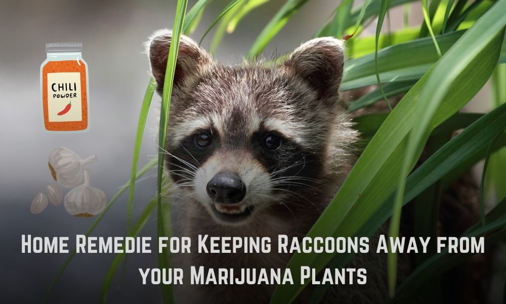 Home Remedie for Keeping Raccoons Away from your Marijuana Plants